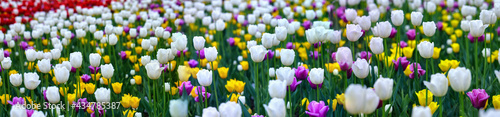 Fototapeta Naklejka Na Ścianę i Meble -  Landscape view of mixed spring tulips