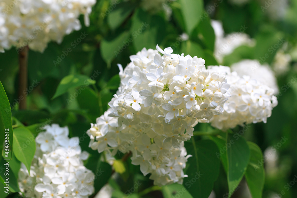 Lilac flowers. Beautiful spring background of flowering lilac. Selective soft focus, shallow depth of field. white lilac Lilac flowers. Beautiful spring background of flowering lilac. Selective soft focus, shallow depth of field. white lilac