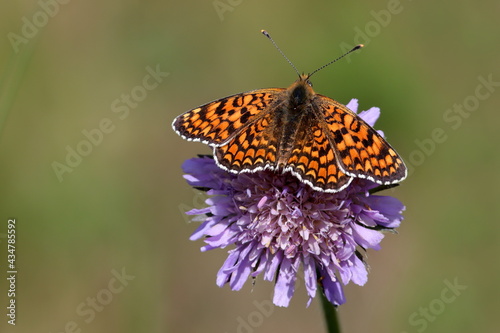 papillon mélitée de la scabieuse Melitaea parthenoides