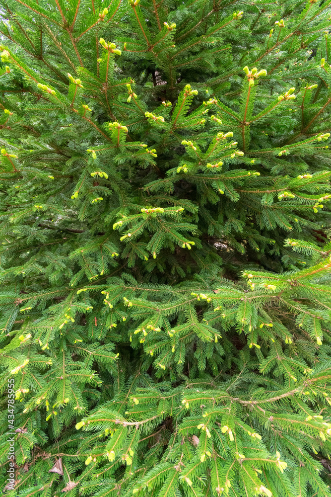 Fototapeta premium Evergreen Tree Background