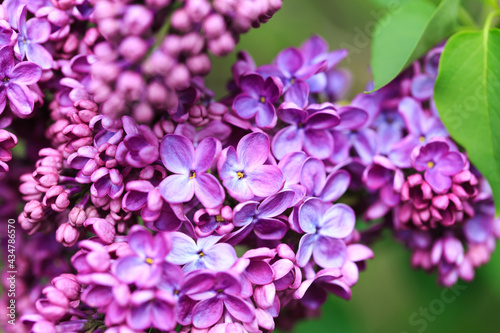 Lilac flowers. Beautiful spring background of flowering lilac. Selective soft focus, shallow depth of field. Purple lilac © Alwih