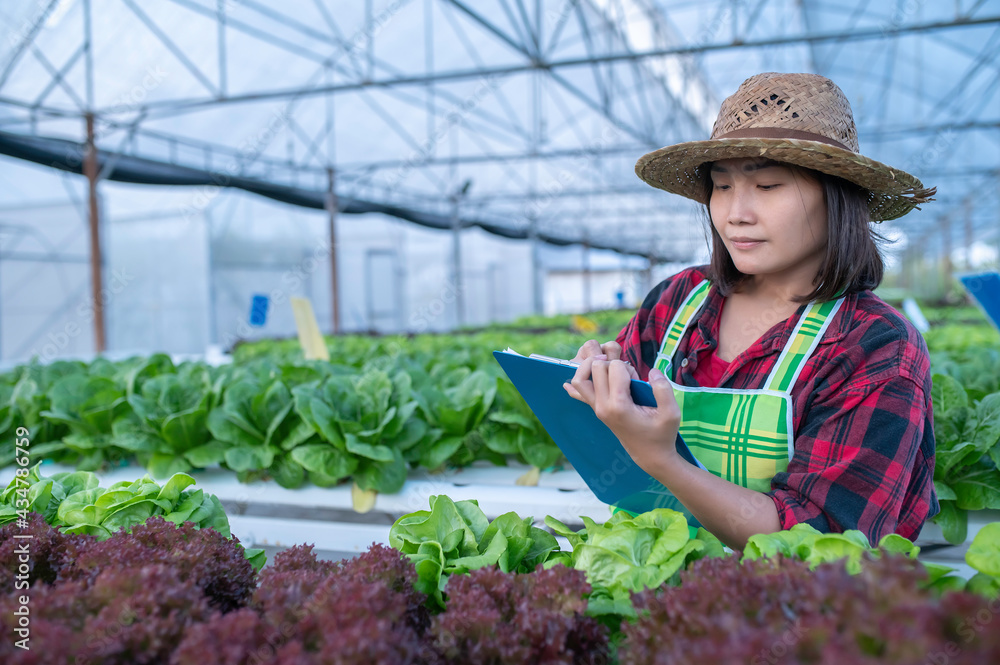 Asian farmer woman working at the salad farm,Planting Organic hydroponic vegetable for small business