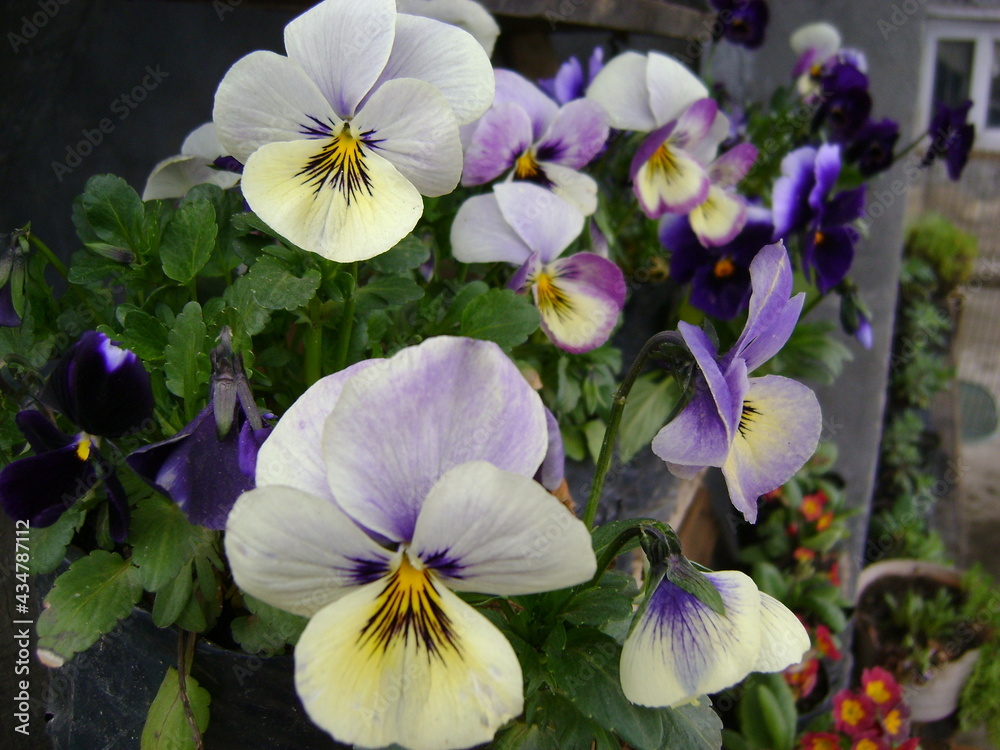 Flowers in the Garden Flowers in the Garden