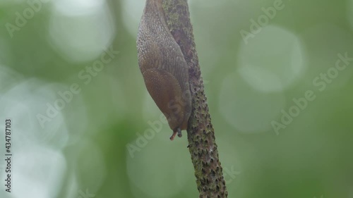 A slug is sitting on a branch. Contour light.