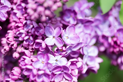 Lilac flowers. Beautiful spring background of flowering lilac. Selective soft focus  shallow depth of field. Purple lilac