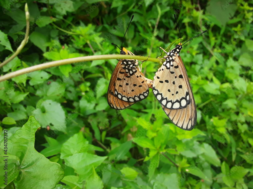 butterflies on a flower butterflies on a flower