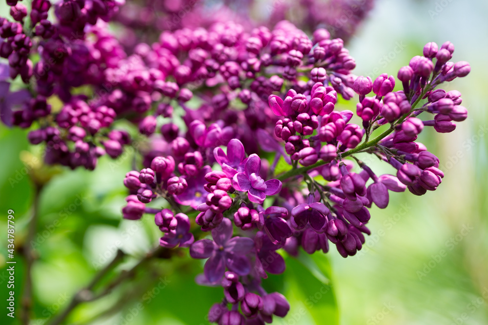 Lilac flowers. Beautiful spring background of flowering lilac. Selective soft focus, shallow depth of field. Purple lilac