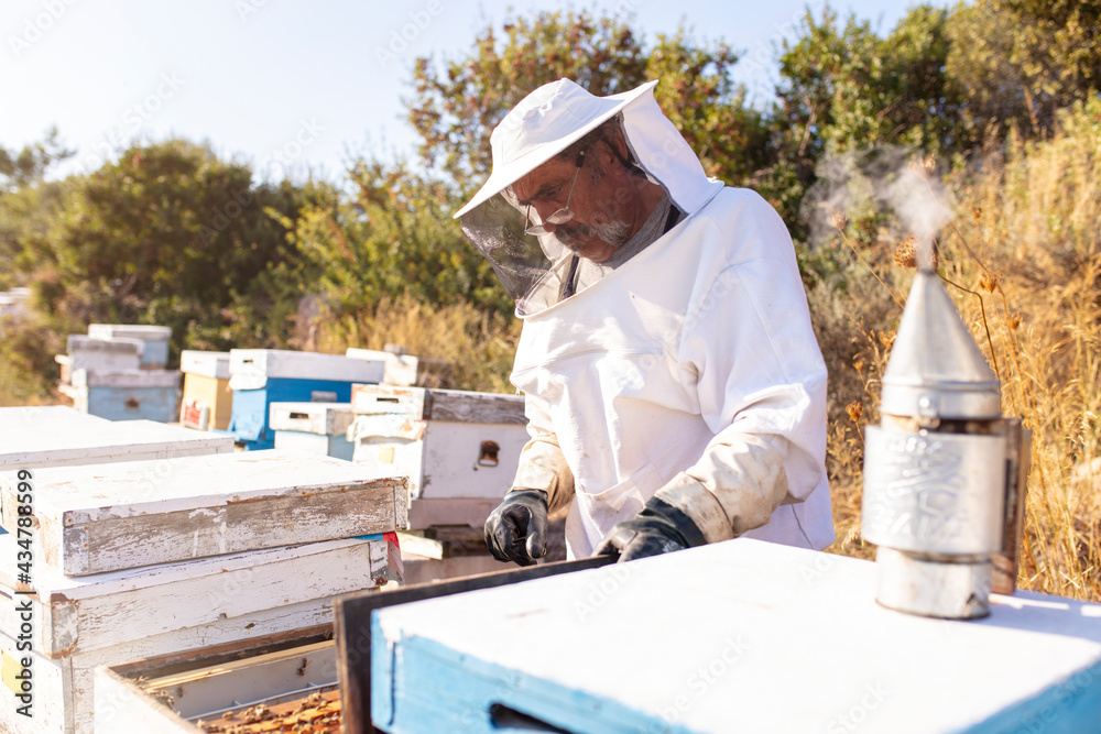 Beekeeper examining honeycomb Beekeeper examining honeycomb