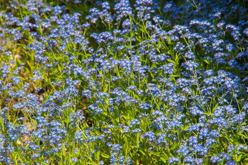 A bed of forget-me-not flowers