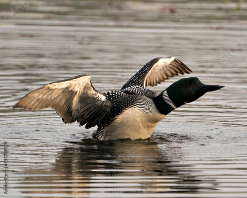 Loon Photo Stock. Loon Wetland Image. Loon on Water. Loon Drying Wings. Side view with spread wings in its wetland environment and habitat with blur water background. Portrait.