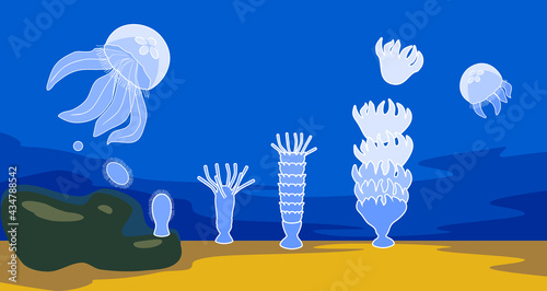 Life cycle of jellyfish. Sequence of stages of development of jellyfish from egg to adult animal in natural habitat