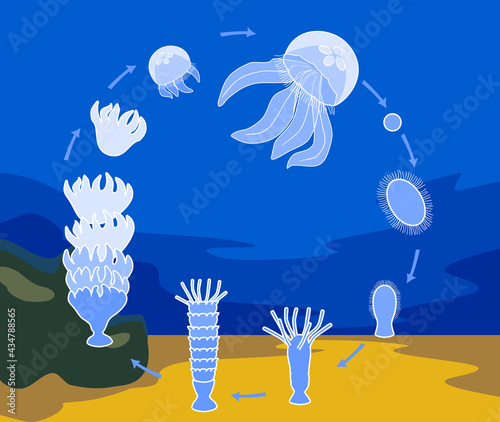 Life cycle of jellyfish. Sequence of stages of development of jellyfish from egg to adult animal in natural habitat