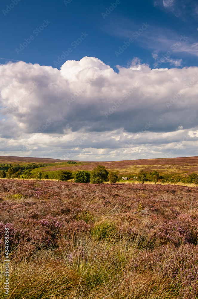 The heather landscape of the North Yorkshire Moors