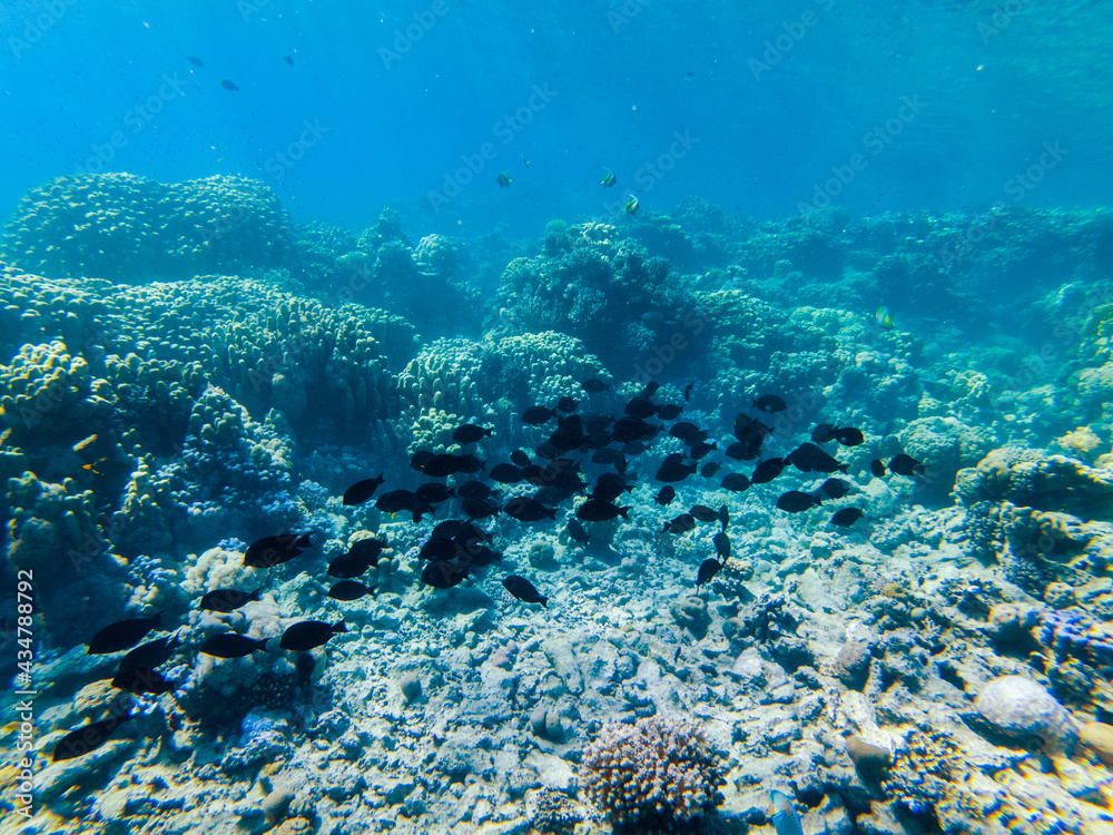 Fototapeta premium colorful corals and exotic fishes at the bottom of the red sea. beautiful natural summer background