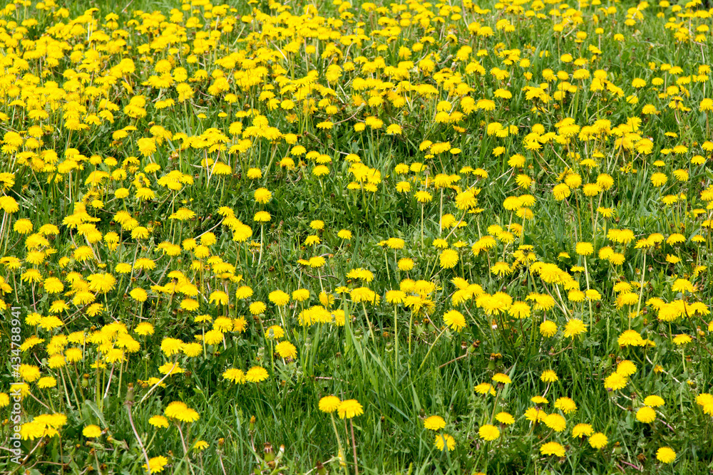 a field of yellow dandelions amid long grass