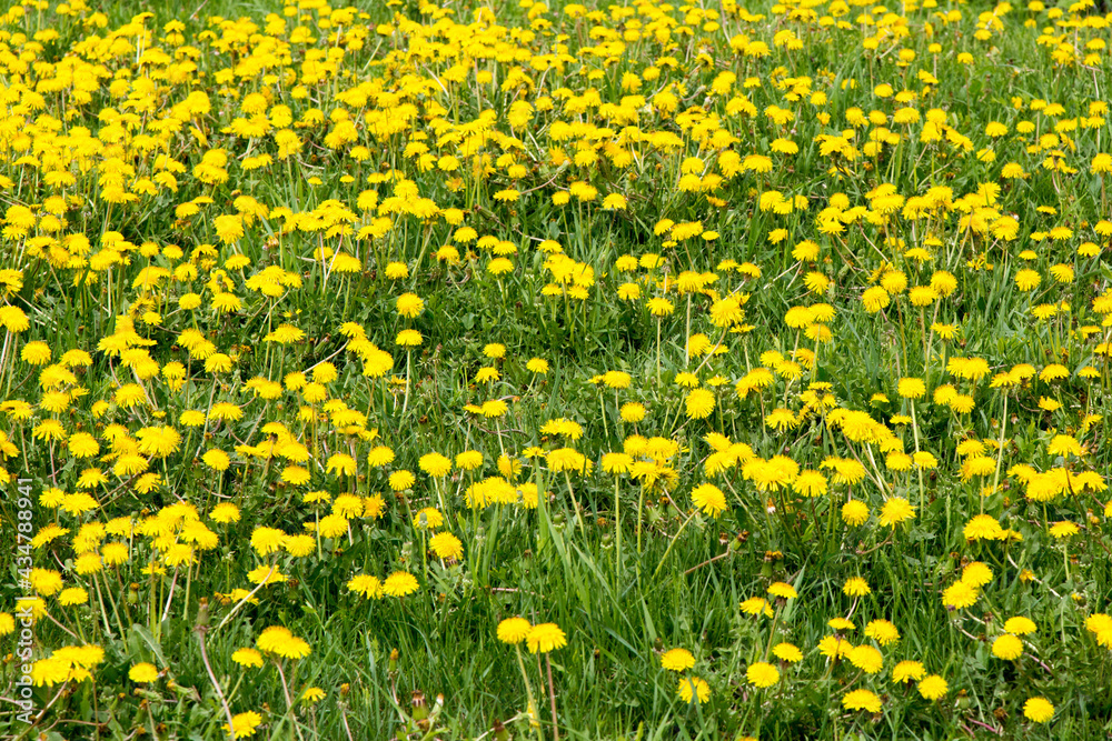 a field of yellow dandelions amid long grass a field of yellow dandelions amid long grass