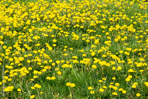 a field of yellow dandelions amid long grass © SockaGPhoto