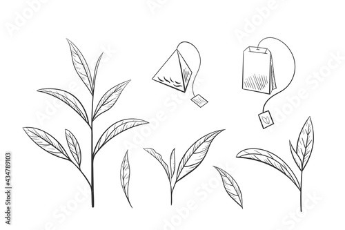 Hand drawn set green tea leaf silhouette. Sketch Organic food and drink. Vector illustration, isolated black elements on a white background.