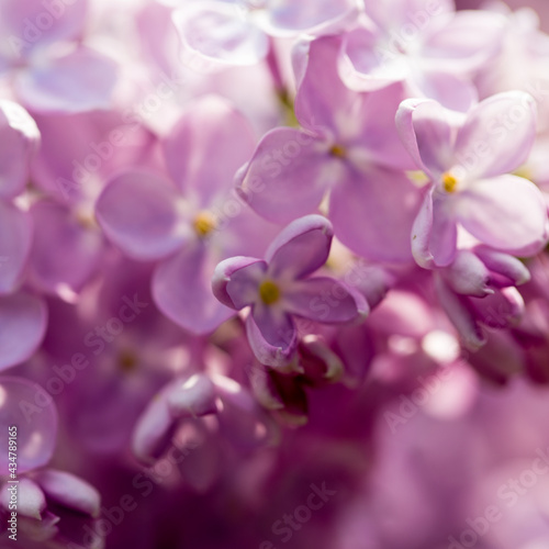 Lilac flowers. Beautiful spring background of flowering lilac. Selective soft focus  shallow depth of field. Purple lilac