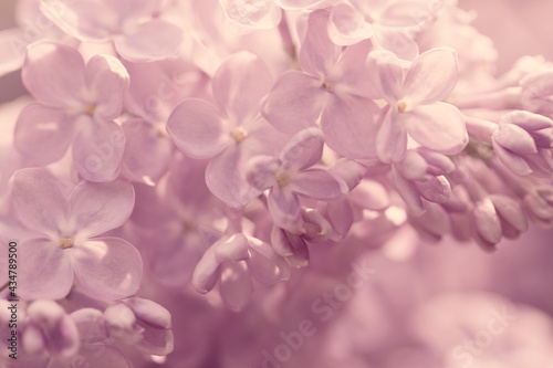 Lilac flowers. Beautiful spring background of flowering lilac. Selective soft focus  shallow depth of field. Purple lilac