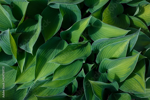 Overhead view of green hosta leaves. Foliage pattern. Plantain lily leaves top view. 