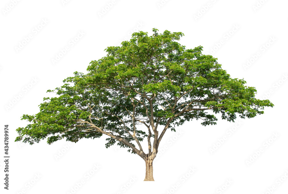 tree isolated on white background tree isolated on white background
