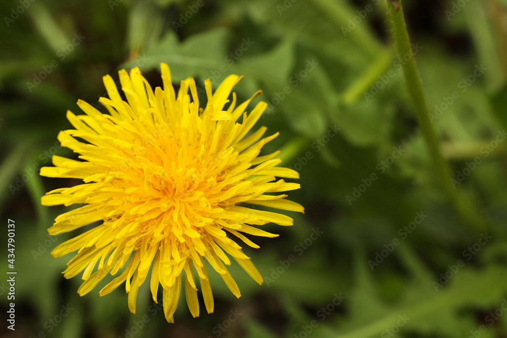 Beautiful yellow dandelion growing outdoors, closeup. Space for text Beautiful yellow dandelion growing outdoors, closeup. Space for text