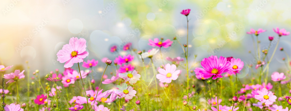 Cosmos flowers blooming panorama with sunset in the morning and bokeh in the garden.concept festival beautiful flower. Cosmos flowers blooming panorama with sunset in the morning and bokeh in the garden.concept festival beautiful flower.