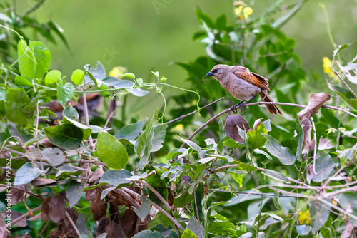 Grayish Baywing perched on creeper branch with green leaves