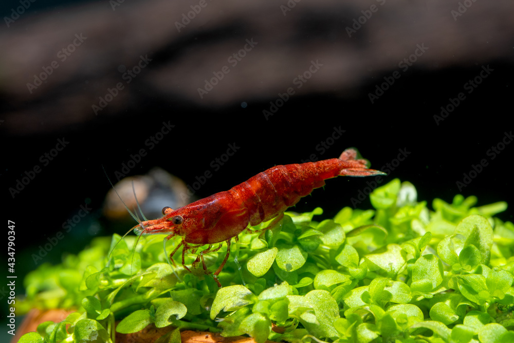 Fire red dwarf shrimp stay on green leaf aquarium plant and look down with snail and dark background. Fire red dwarf shrimp stay on green leaf aquarium plant and look down with snail and dark background.