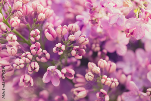 Lilac flowers. Beautiful spring background of flowering lilac. Selective soft focus  shallow depth of field. Purple lilac