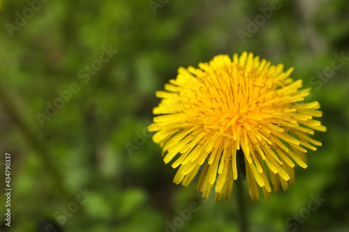 Beautiful yellow dandelion growing outdoors  closeup. Space for text