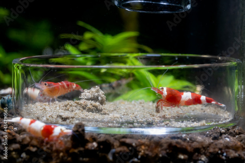Red wine dwarf shrimp eat food in glass plate with other shrimp in fresh water aquarium tank. photo