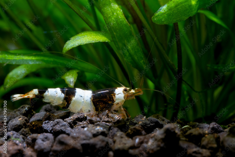 Black bee shrimp look for food in aquatic soil near aquatic plant in fresh water aquarium tank. Black bee shrimp look for food in aquatic soil near aquatic plant in fresh water aquarium tank.