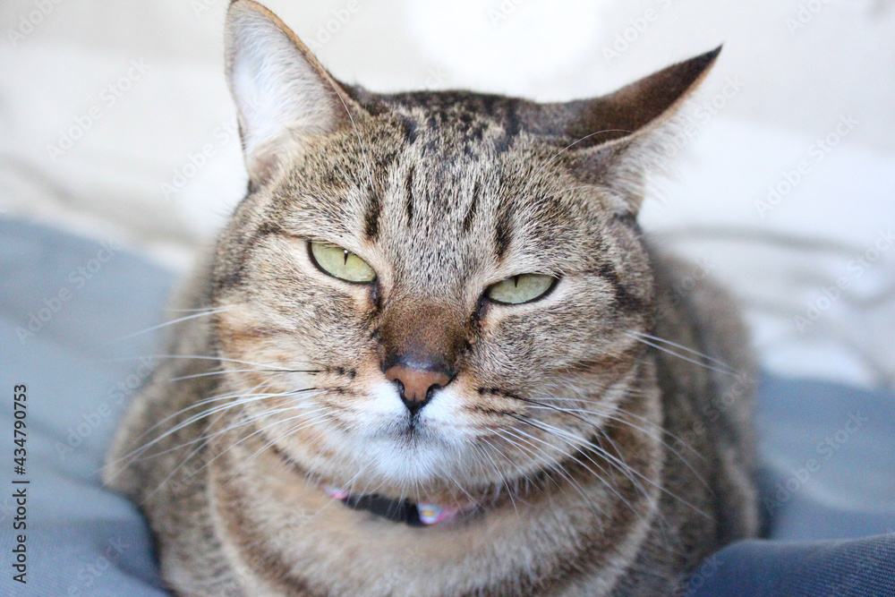 Gato cinza com olhar esnobe, engraçado, fadigado, cansado, irritado, bravo,  consternado, indignado. foto de Stock | Adobe Stock