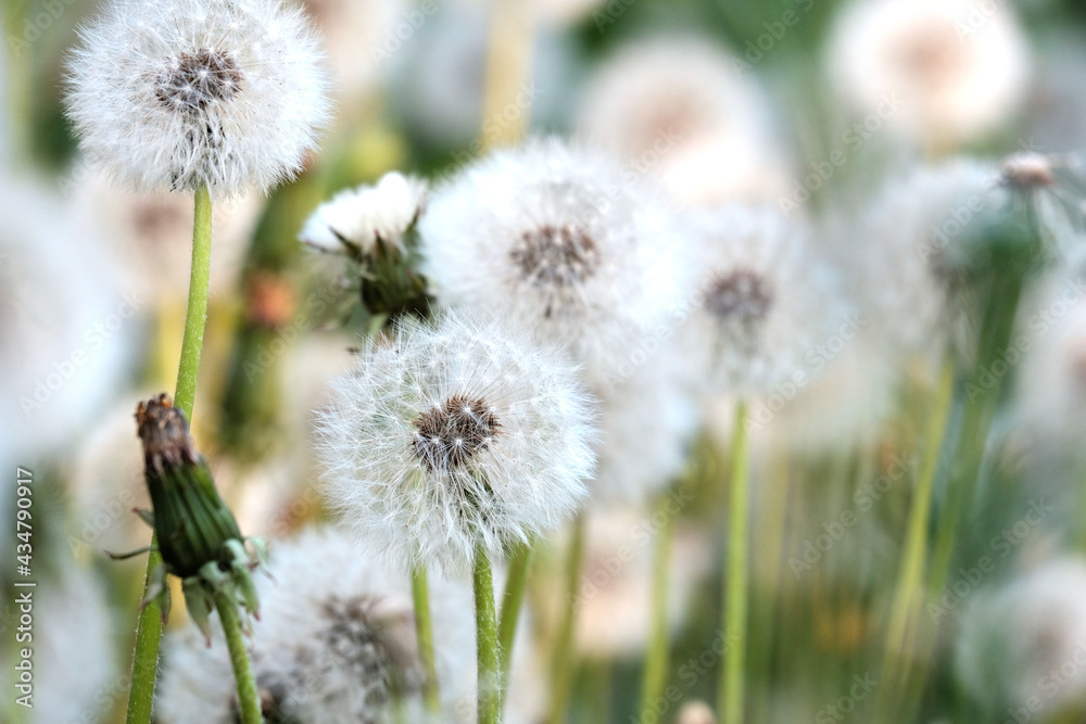 dandelion head dandelion head