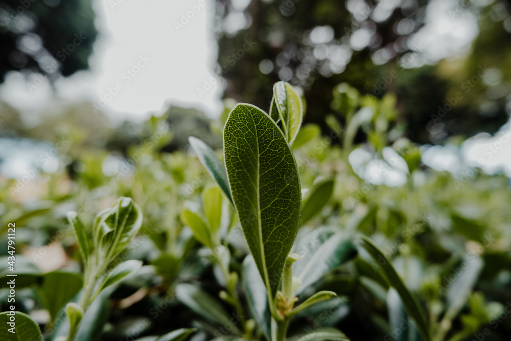 Obraz premium Hoja verde