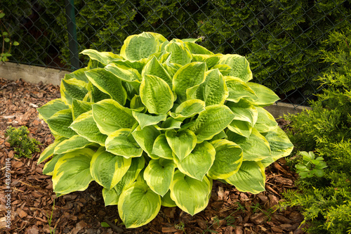Tableau sur toile Hosta 'Wide Brim'