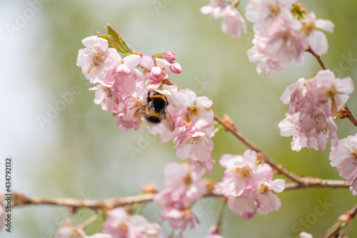 Biene auf rosa blühender Zierkirsche sammelt Blütenstaub
