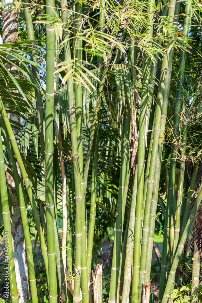 Obraz premium Vertical view of bamboo trees in the forest. The natural bamboo art background and template.