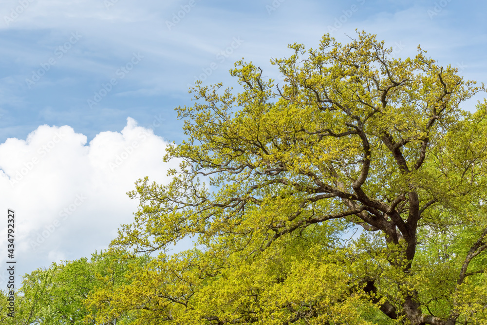 View of a blooming tree against the background of the sky. View of a blooming tree against the background of the sky.