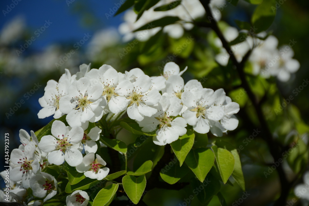 White lush pear tree flowers close up