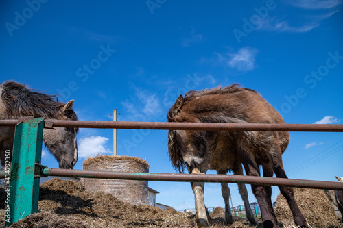 Horses in the paddock at the farm. Photographed close-up against the background of the sky.