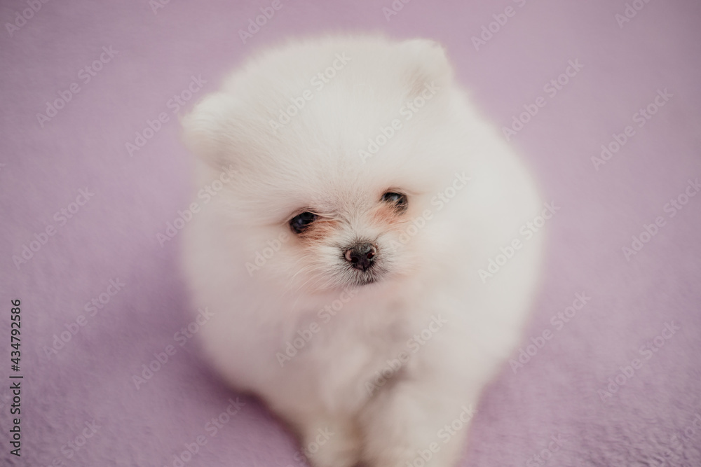 cute small purebred pomeranian puppy 