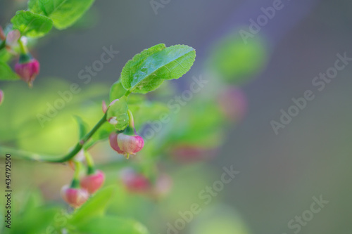 Closeup of blueberry bush flowers. Shallow depth of field. Selective focus on a small flower.