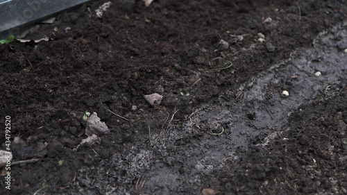 Wallpaper Mural child makes a hole with a stick and plants pea seeds in a bed of fertile soil, seasonal gardening and seeding, montessori training skill of gardening and seeding Torontodigital.ca