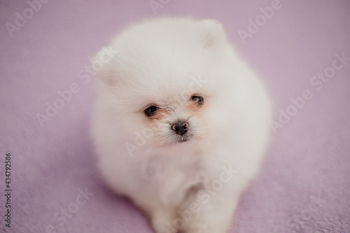cute small purebred pomeranian puppy  © rsaggin