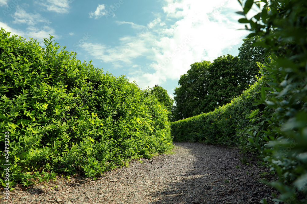 Beautiful view of green hedge maze on sunny day Beautiful view of green hedge maze on sunny day