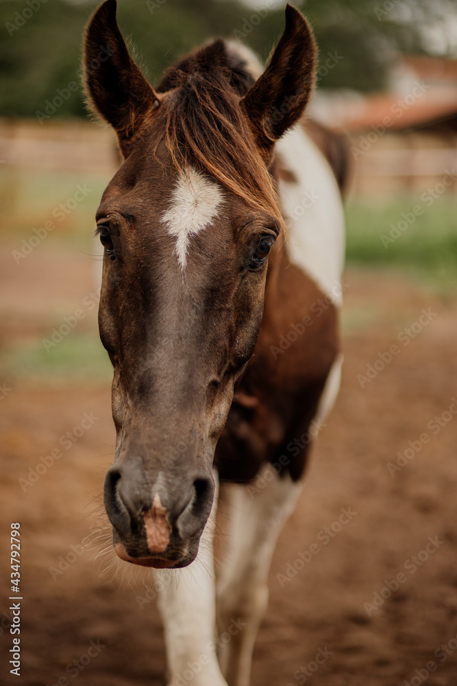 Fototapeta premium beautiful mangalarga purebred paint horse 