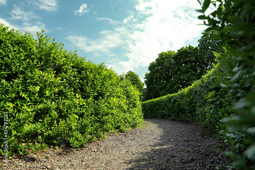 Schilderij op canvas Beautiful view of green hedge maze on sunny day